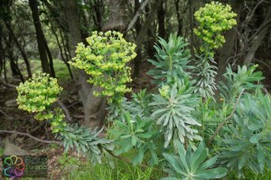 Euphorbia characias (4)3